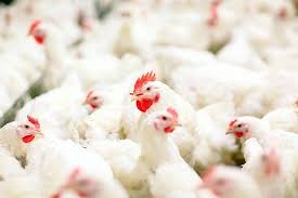 The Journey of American Chicken: From Farm to Global Tables