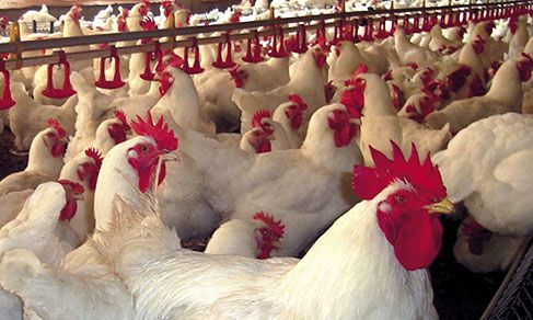 Buy Chicken Exporter