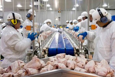 Buy Brazil Chicken Companies