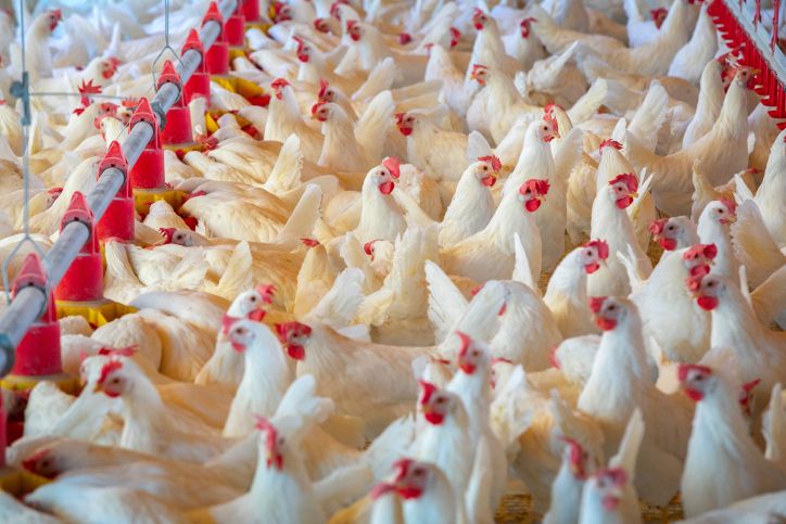 Buy Brazilian Poultry Exporters