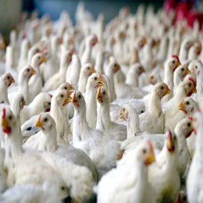 Buy Brazilian Chicken Exporter