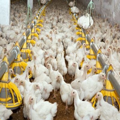 Buy Top Poultry Exporters
