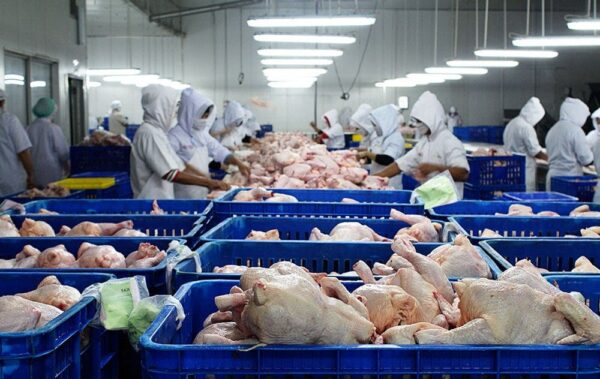 Buy Frozen Chicken Manufacturers